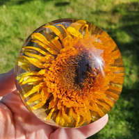 Sunflower Preserved Epoxy Paperweight thumbnail