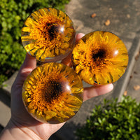 Sunflower Preserved Epoxy Paperweight thumbnail