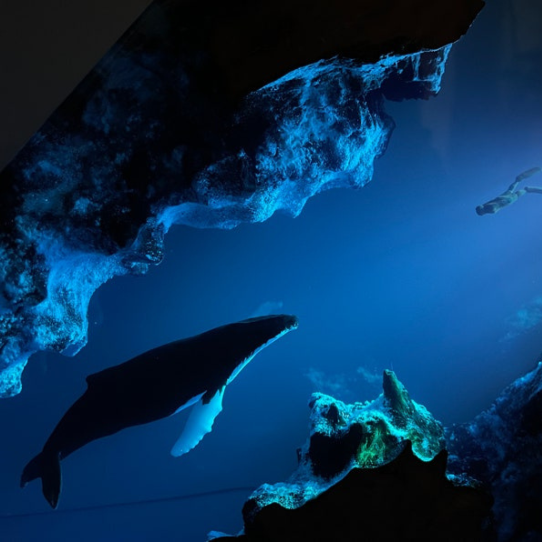Custom Humpback whale Diver Epoxy Night light